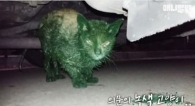 의문의 녹색물질에 젖어있는 고양이