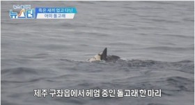 죽은 새끼를 업고 다닌 어미 돌고래