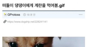 계란을 먹은 떠돌이 강아지의 반응