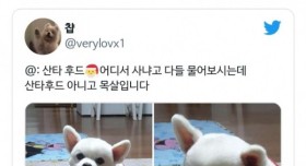 강아지 산타 후드 어디서 사셨나요??