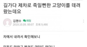 길가다 제차로 죽일뻔한 고양이를 데려왔는데요